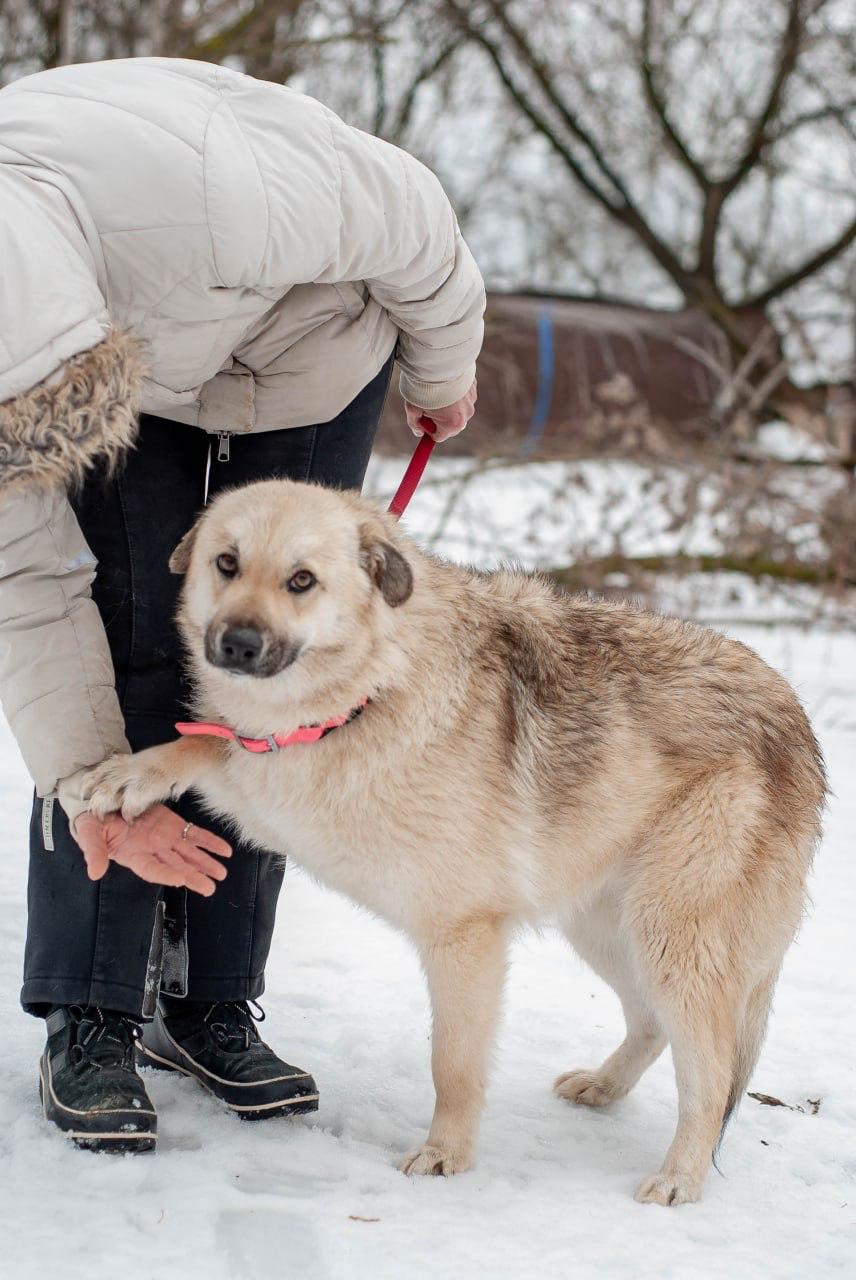 Chiens à adopter